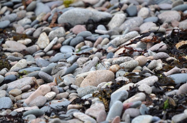 Grand gravelot / Common Ringed Plover